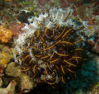 Image of Bottlebrush Feather Star