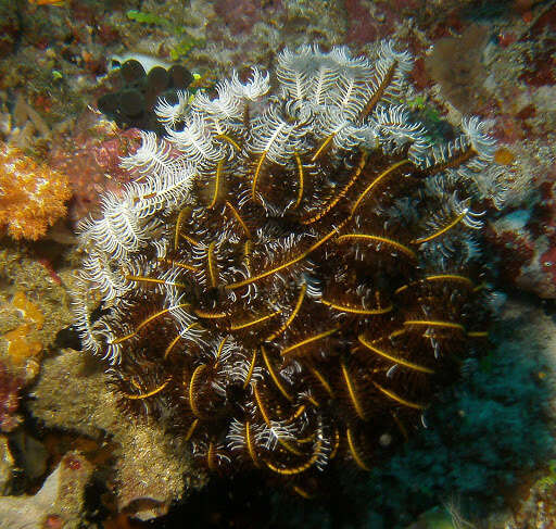 Image of Bottlebrush Feather Star