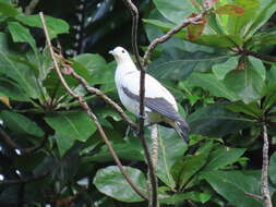 Image of Pied Imperial Pigeon