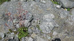 Image of Saxifraga kolenatiana Regel