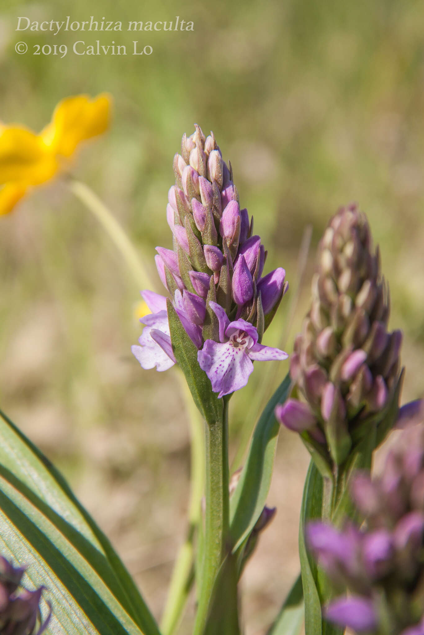 Image of Dactylorhiza maculata subsp. islandica (Á. Löve & D. Löve) Soó