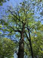 Image of pumpkin ash