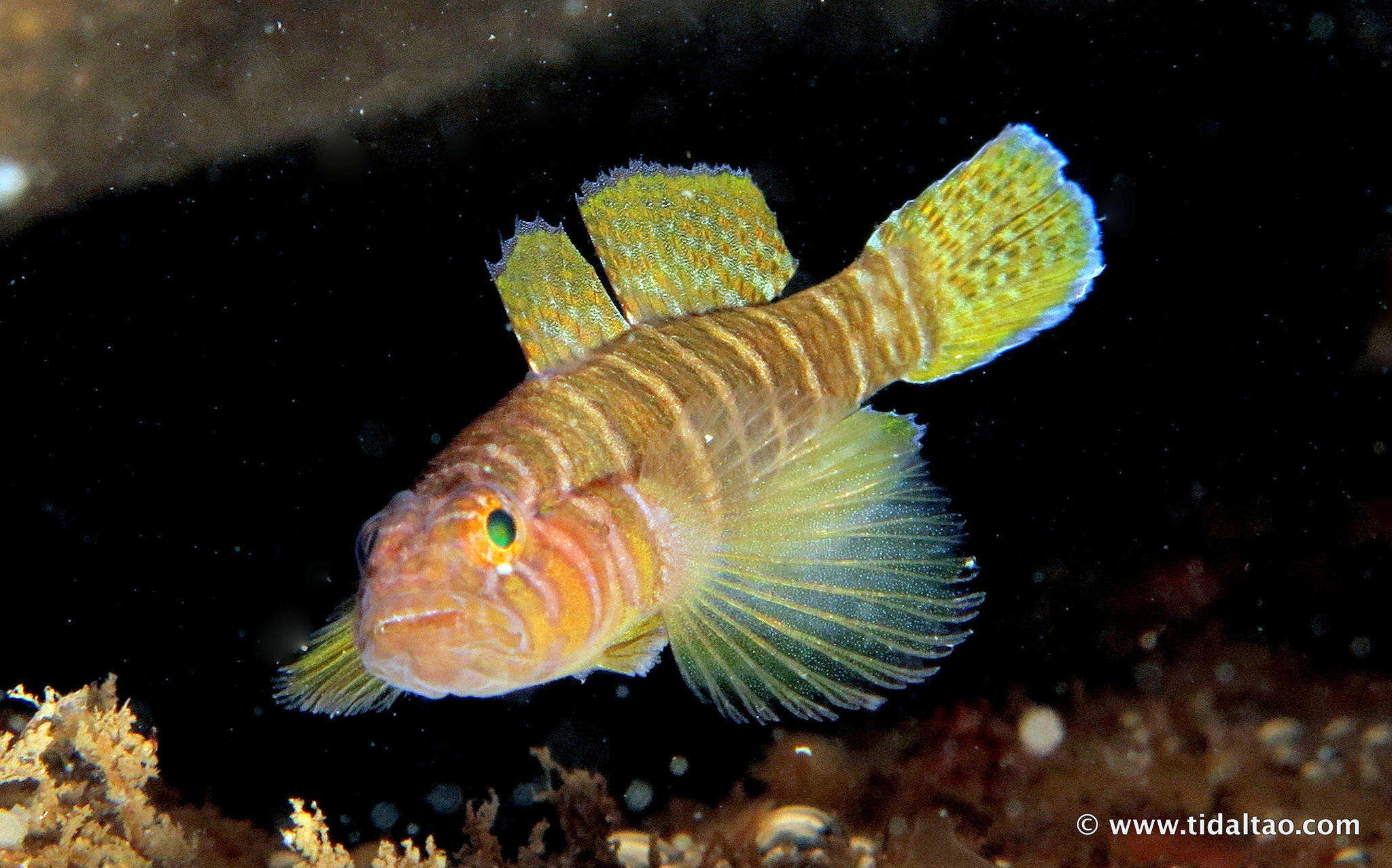 Image of Convict goby