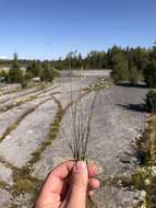 Image of poverty dropseed