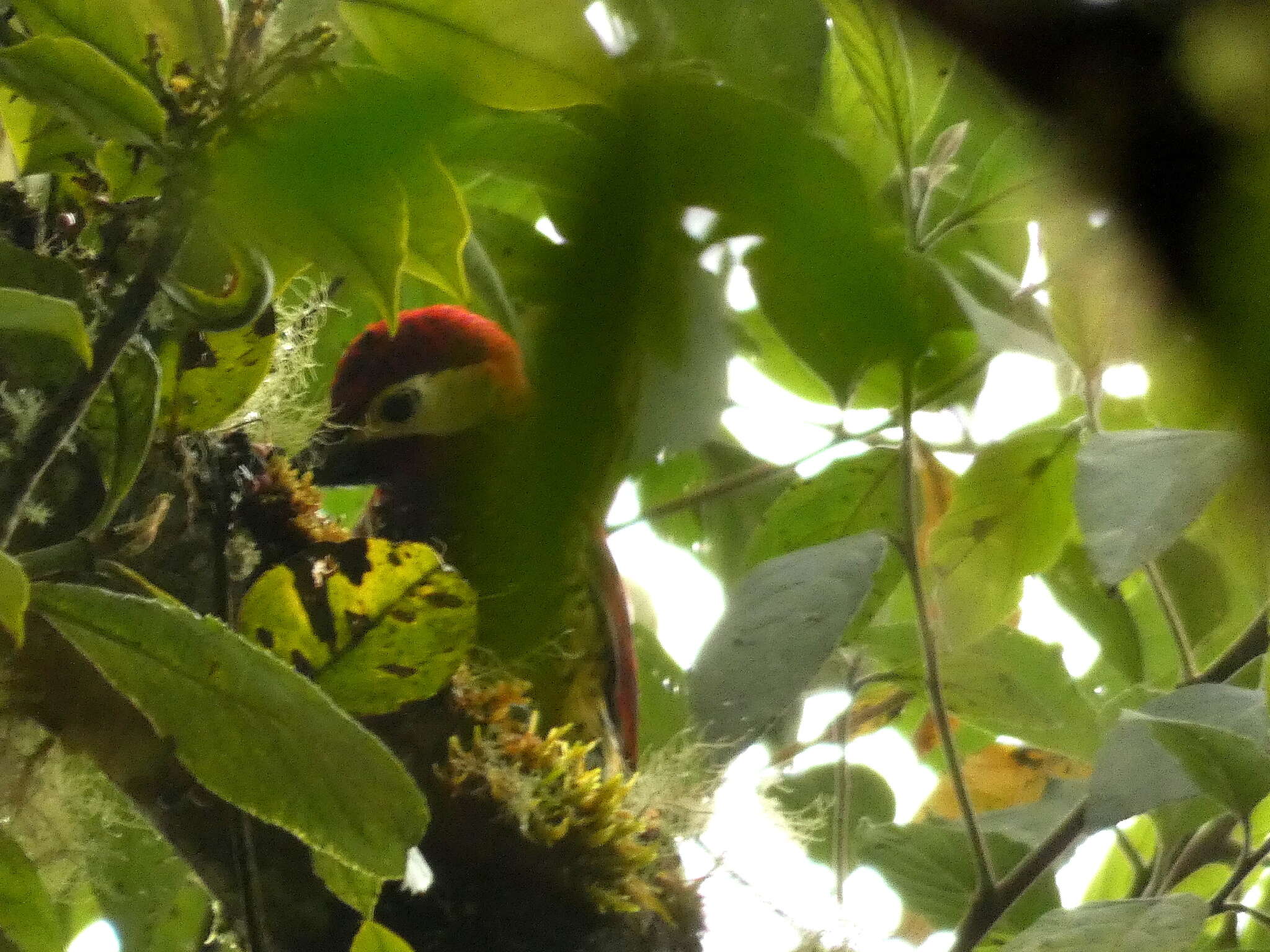 Image of Crimson-mantled Woodpecker