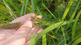 Image of leafy prairie clover