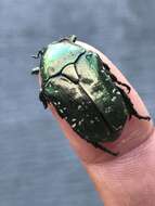 Image of Scarab beetle