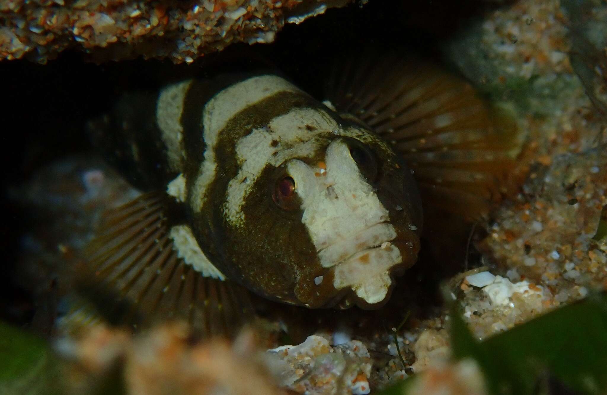 Image of Prawn-goby prawngoby shrimp-goby