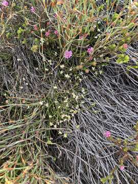 Image of Lachnaea laniflora (C. H. Wright) P. Bond