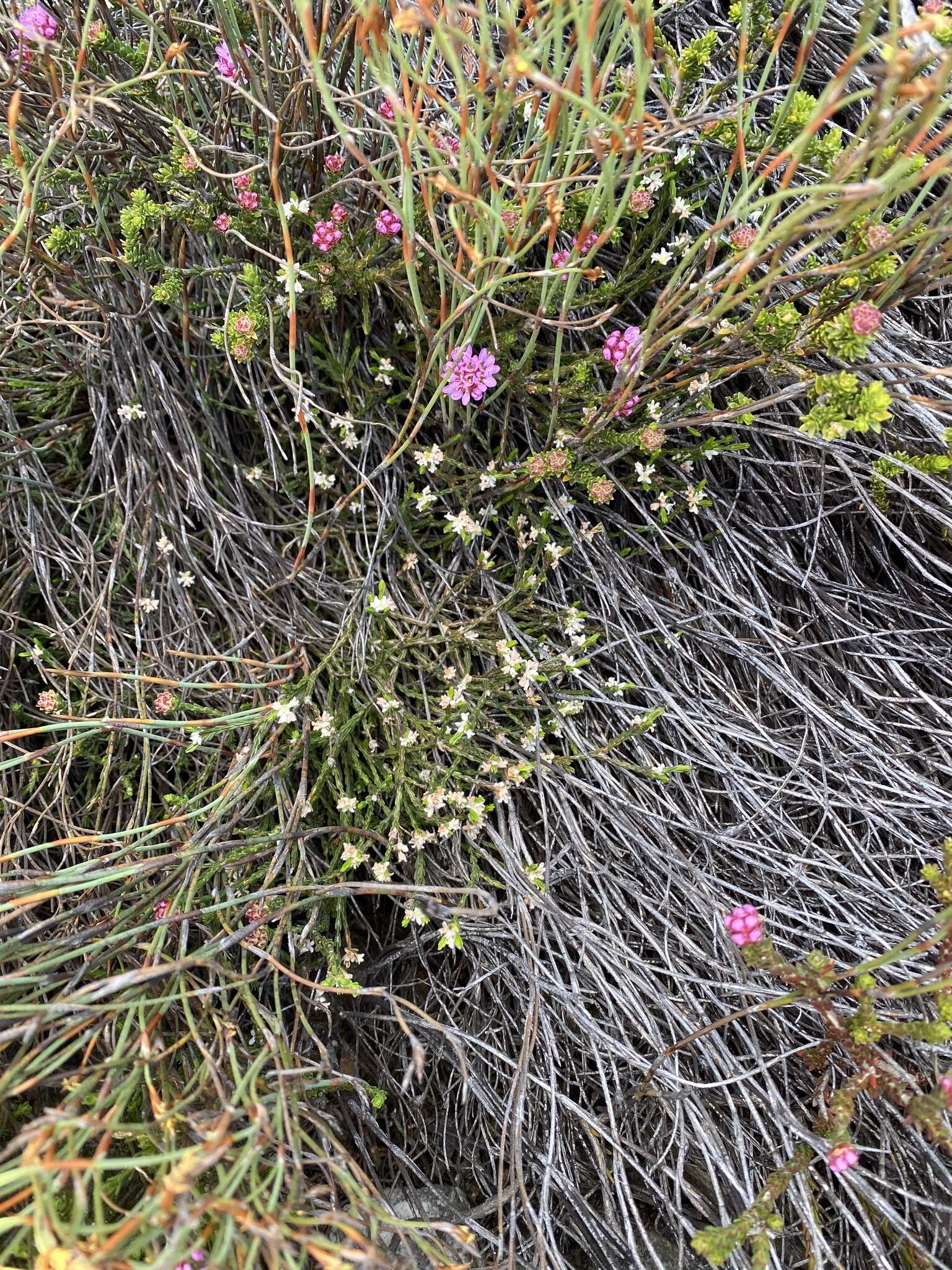 Image of Lachnaea laniflora (C. H. Wright) P. Bond