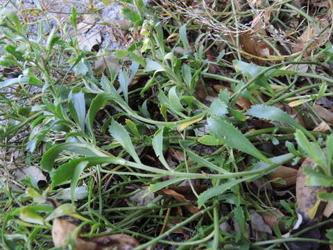 Image of Coastal peppercress