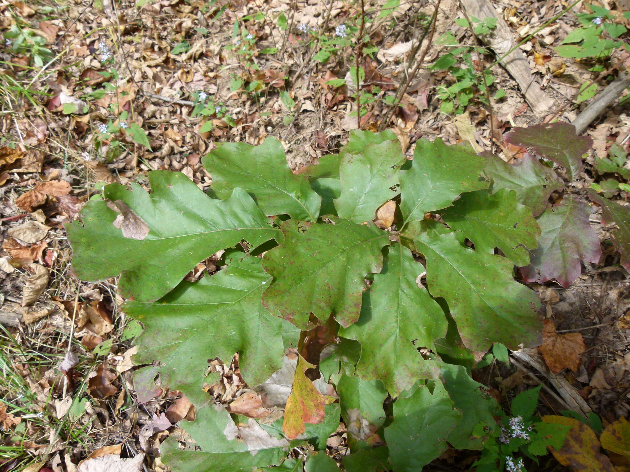 Quercus velutina Lam. resmi