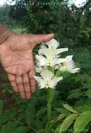 Image of Pecteilis gigantea (Sm.) Raf.