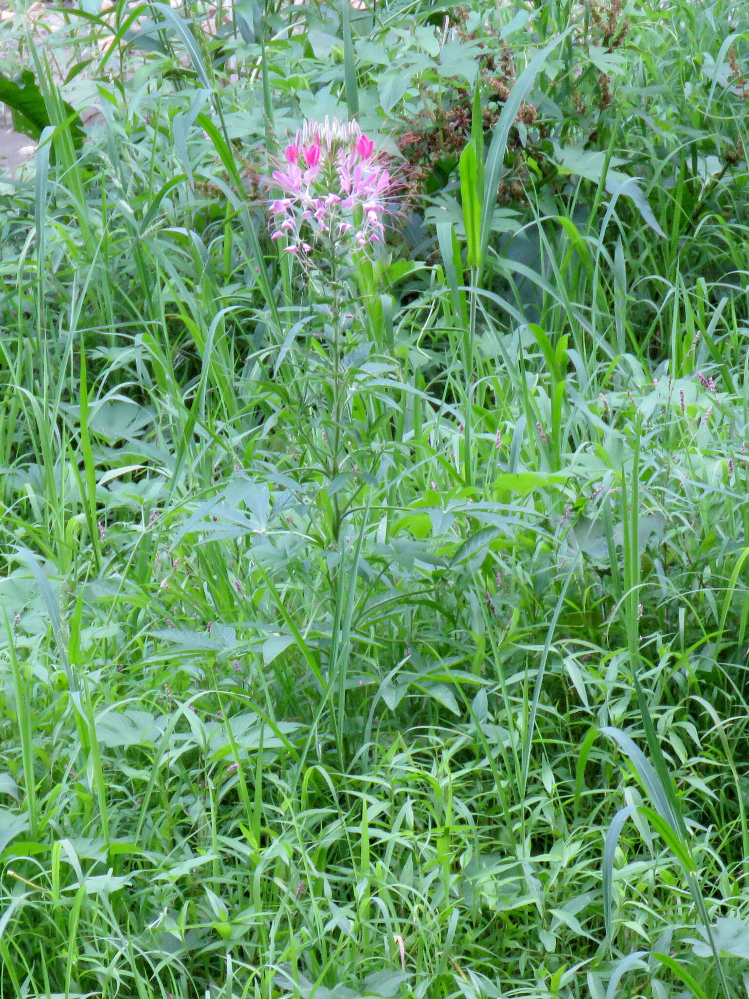 Image of Cleome guaranitica (Chod. & Hassl.) Briquet