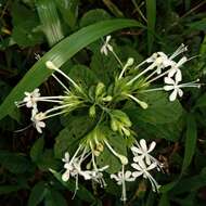 Imagem de Clerodendrum calamitosum L.