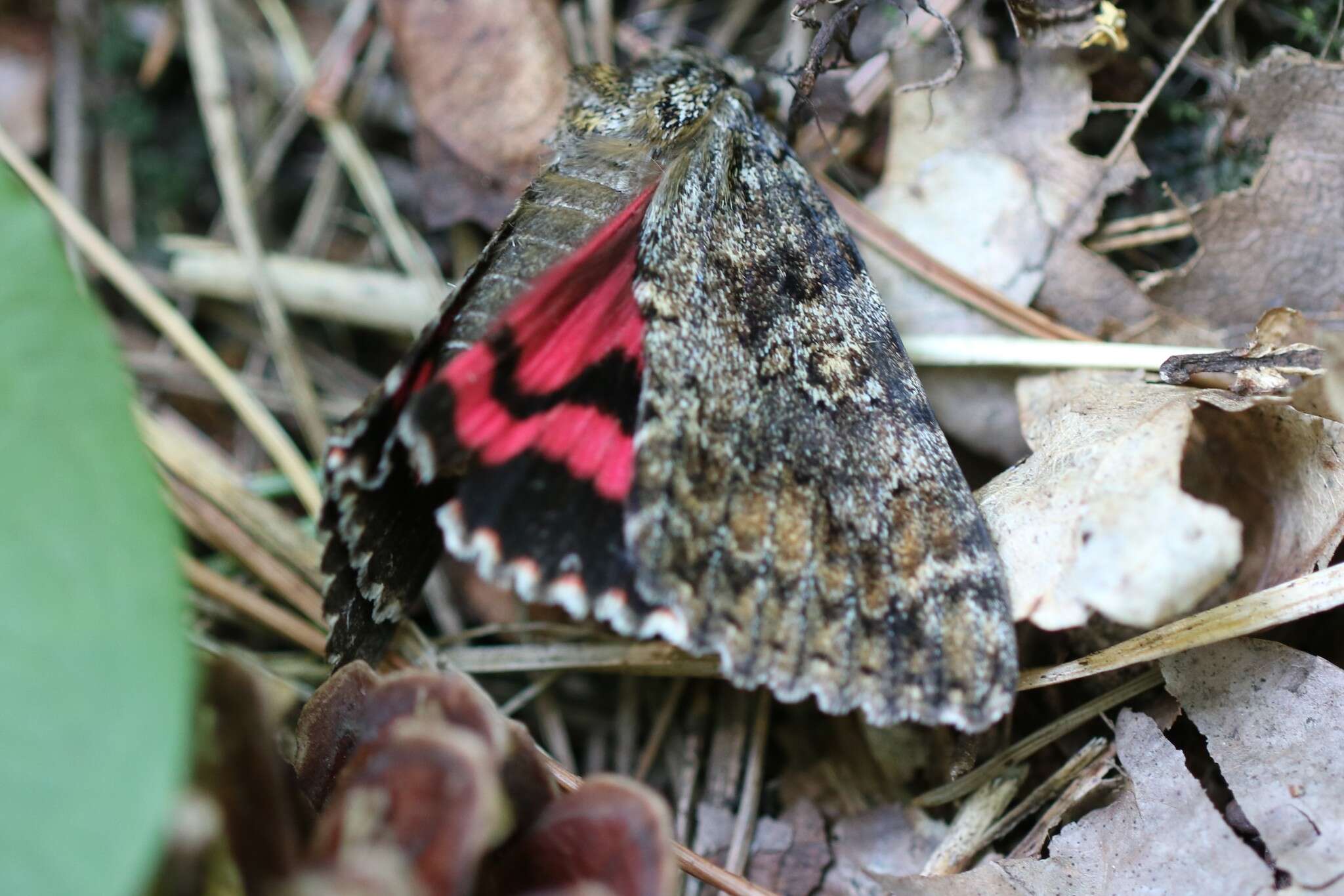 Image of Catocala sponsa Linnaeus 1767