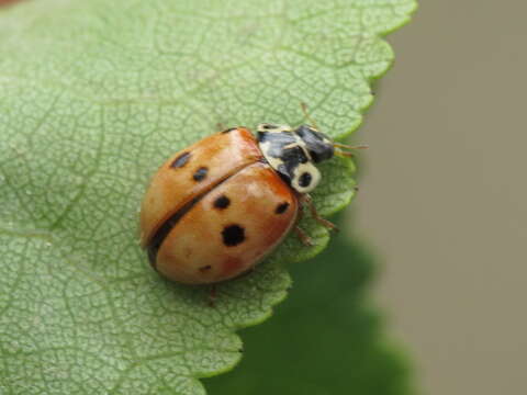 Image of Adalia bipunctata revelierei