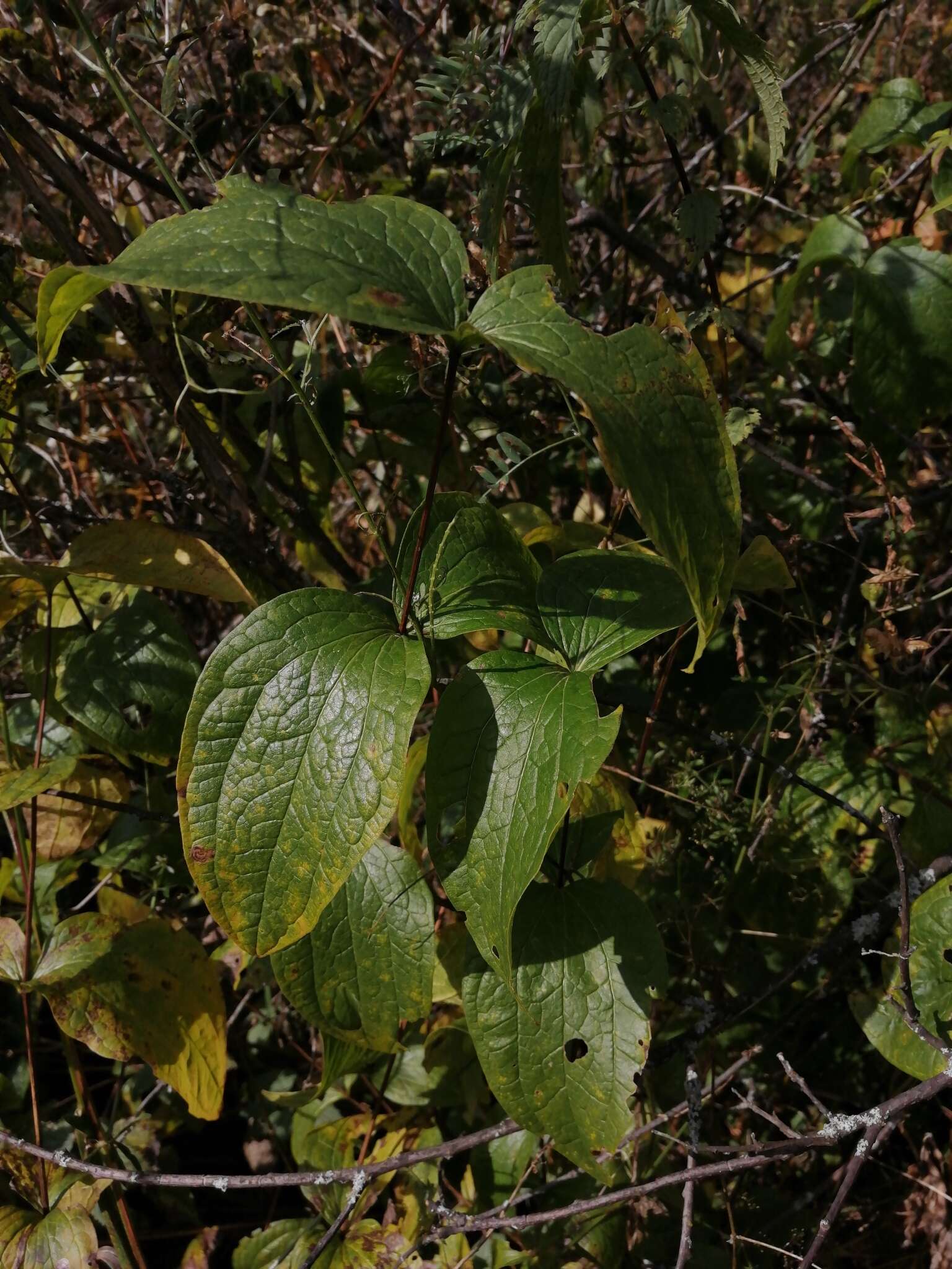 Imagem de Clematis integrifolia L.