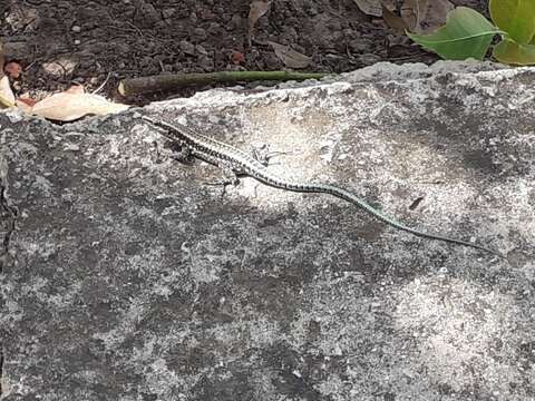 Image of Anatolian Rock Lizard