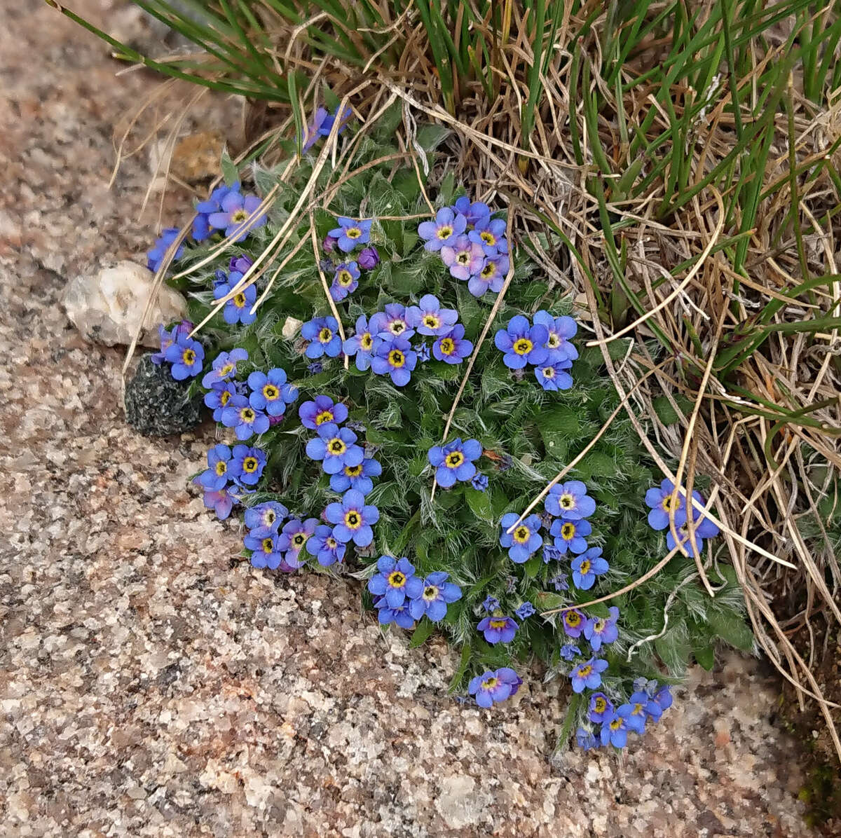 Plancia ëd Eritrichium argenteum W. Wight