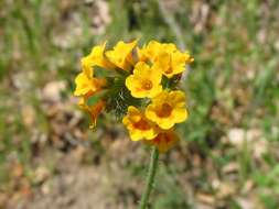 Image of Menzies' fiddleneck