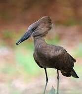 Image of hamerkop