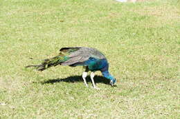 Image of Pavo Linnaeus 1758