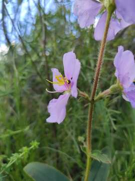 Слика од Pleroma gracile (Bonpl.) A. Gray