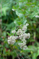 Plancia ëd Eupatorium chinense L.