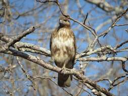 Image of Madagascan Buzzard