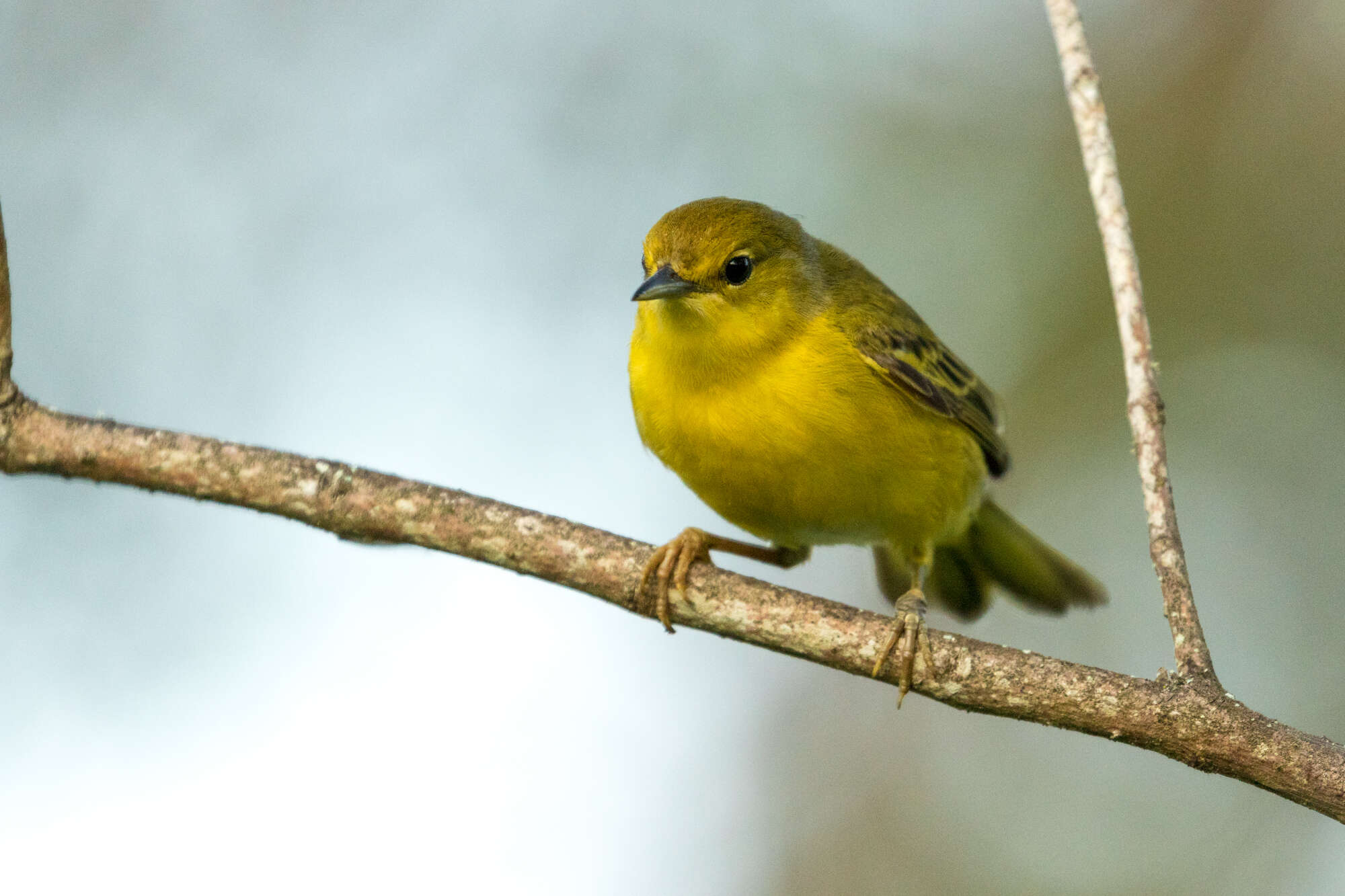 Imagem de Setophaga petechia aureola (Gould 1839)