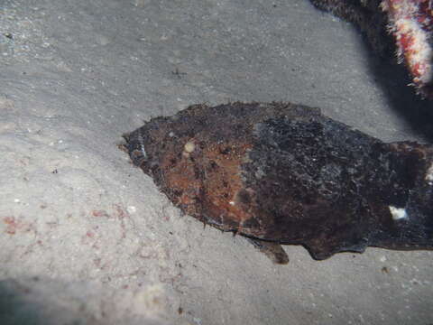 Image of Bearded toadfish