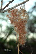 صورة Trichonephila senegalensis annulata (Thorell 1859)