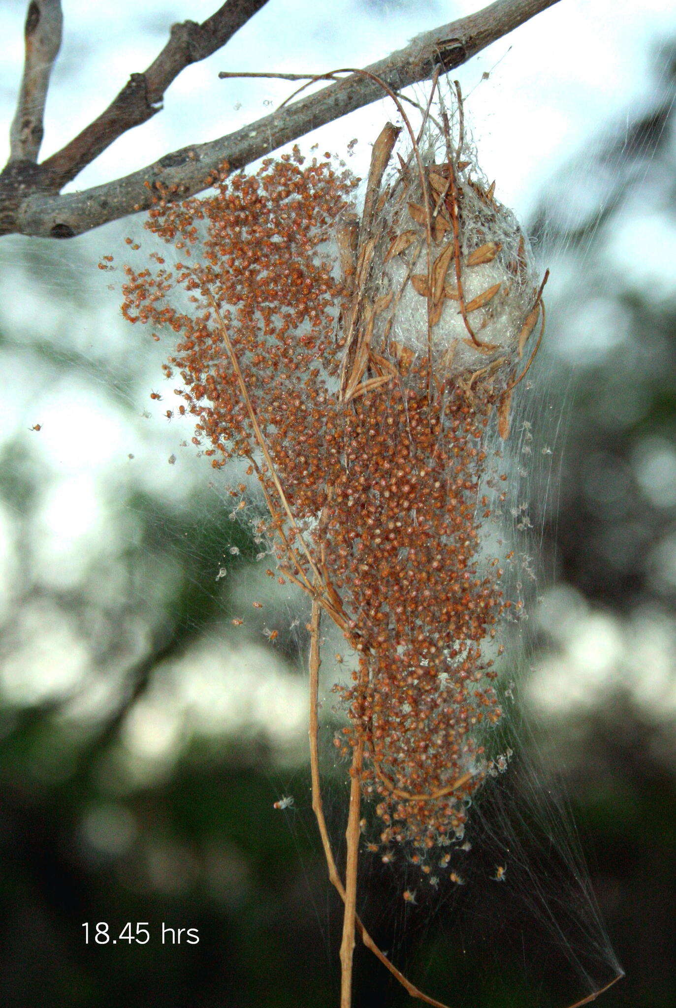 Imagem de Trichonephila senegalensis annulata (Thorell 1859)