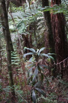 Image of Aniba robusta (Klotzsch & Karsten) Mez