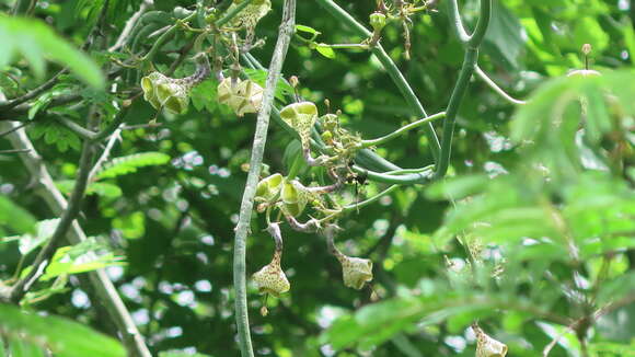 Image of Ceropegia distincta N. E. Br.