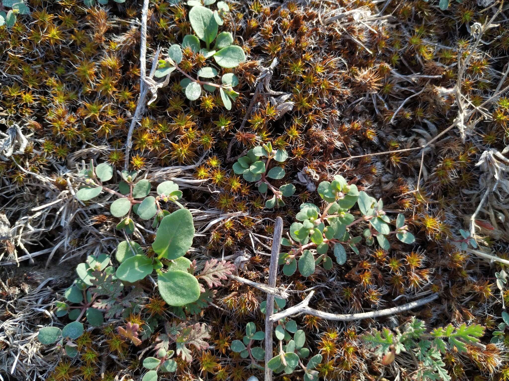 Image of Euphorbia chamaesyce L.