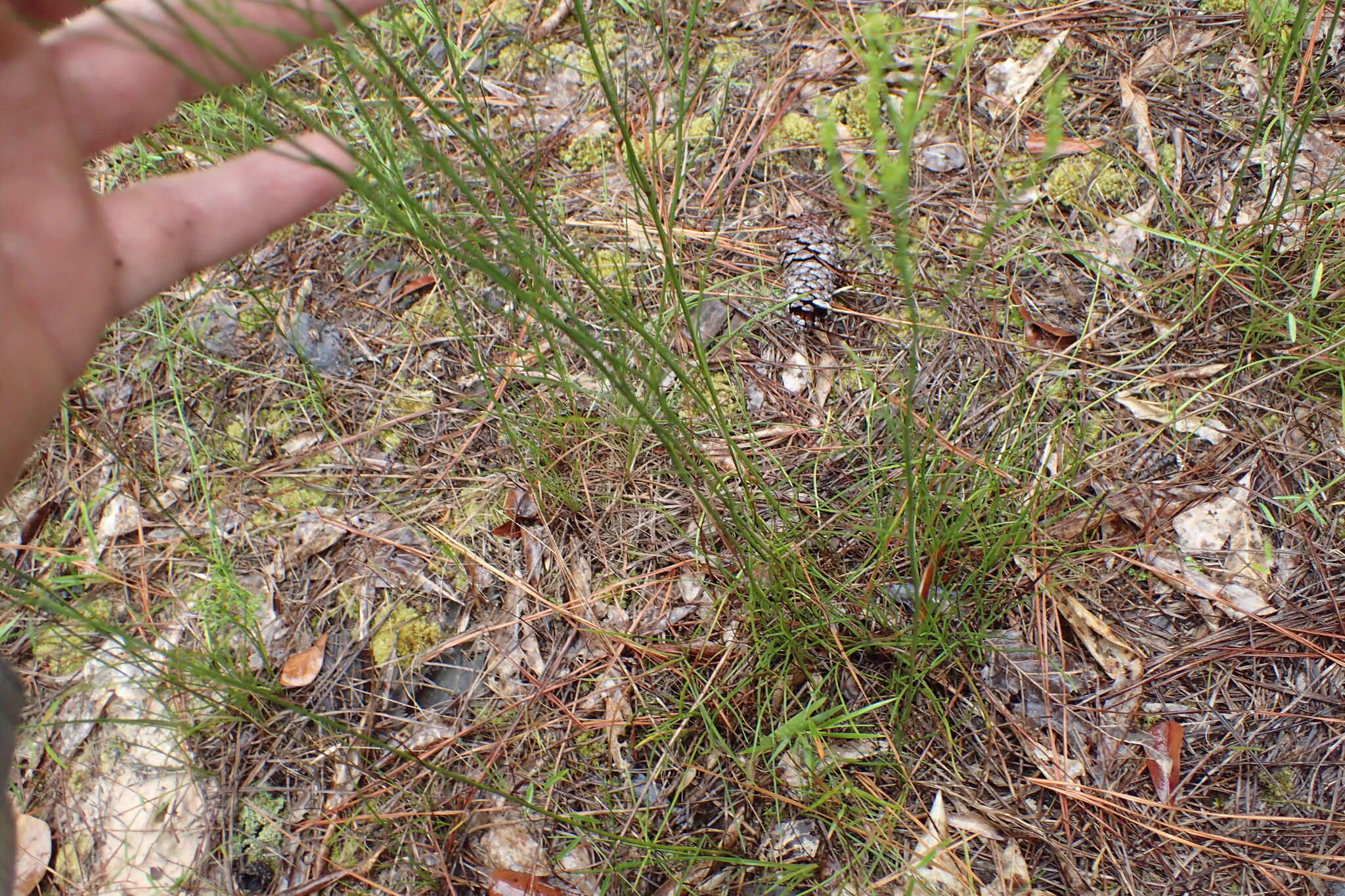 Image of Nuttall's rayless goldenrod