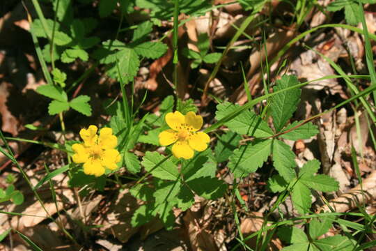 Image of creeping cinquefoil