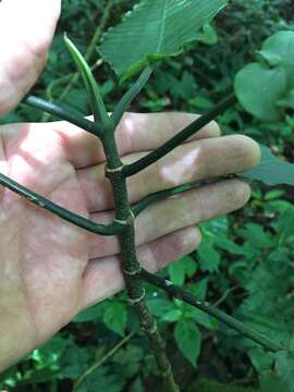 Plancia ëd Psychotria panamensis Standl.