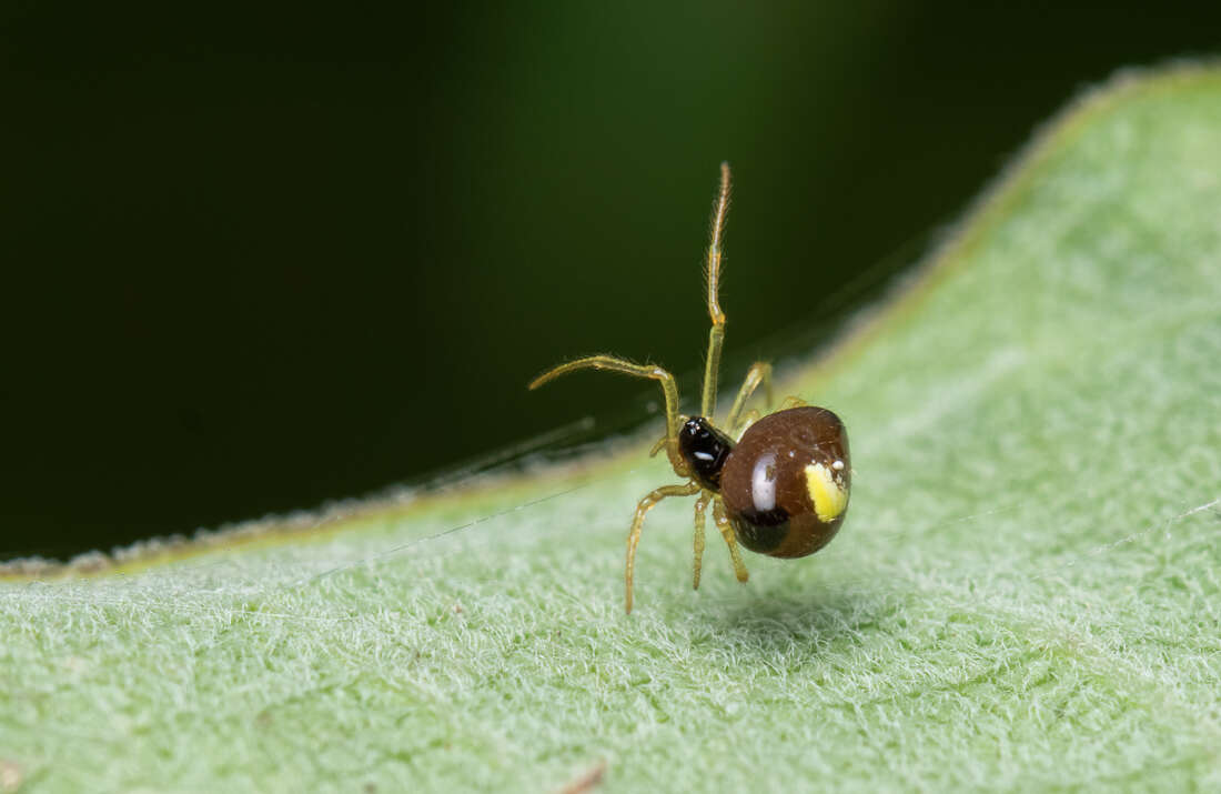 Image of Theridula emertoni Levi 1954