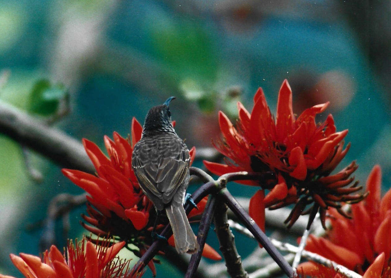 Image of <i>Gliciphila undulata</i>