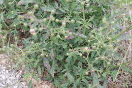 Image of Scrophularia heterophylla Willd.