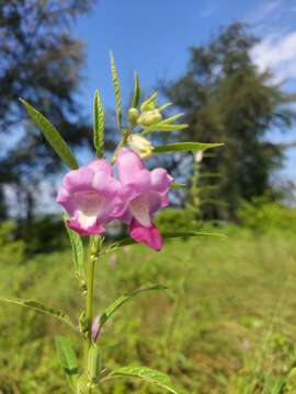 Image of Sesamum indicum subsp. malabaricum (Burm.) Bedigian