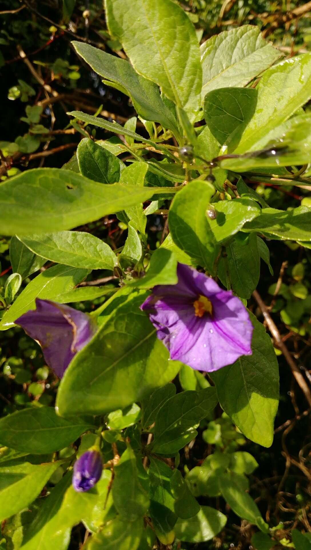 Image of Blue Potato Bush