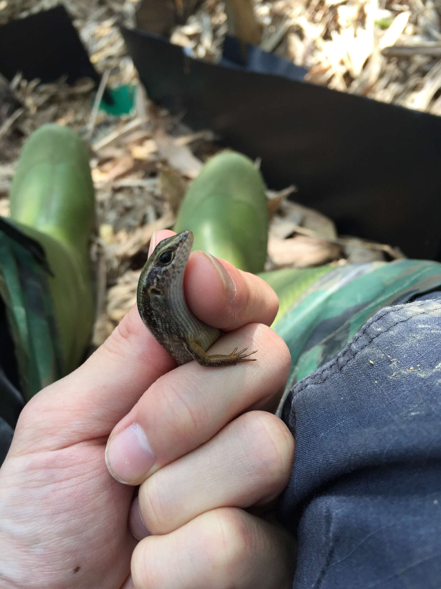 Image of Indian Forest Skink