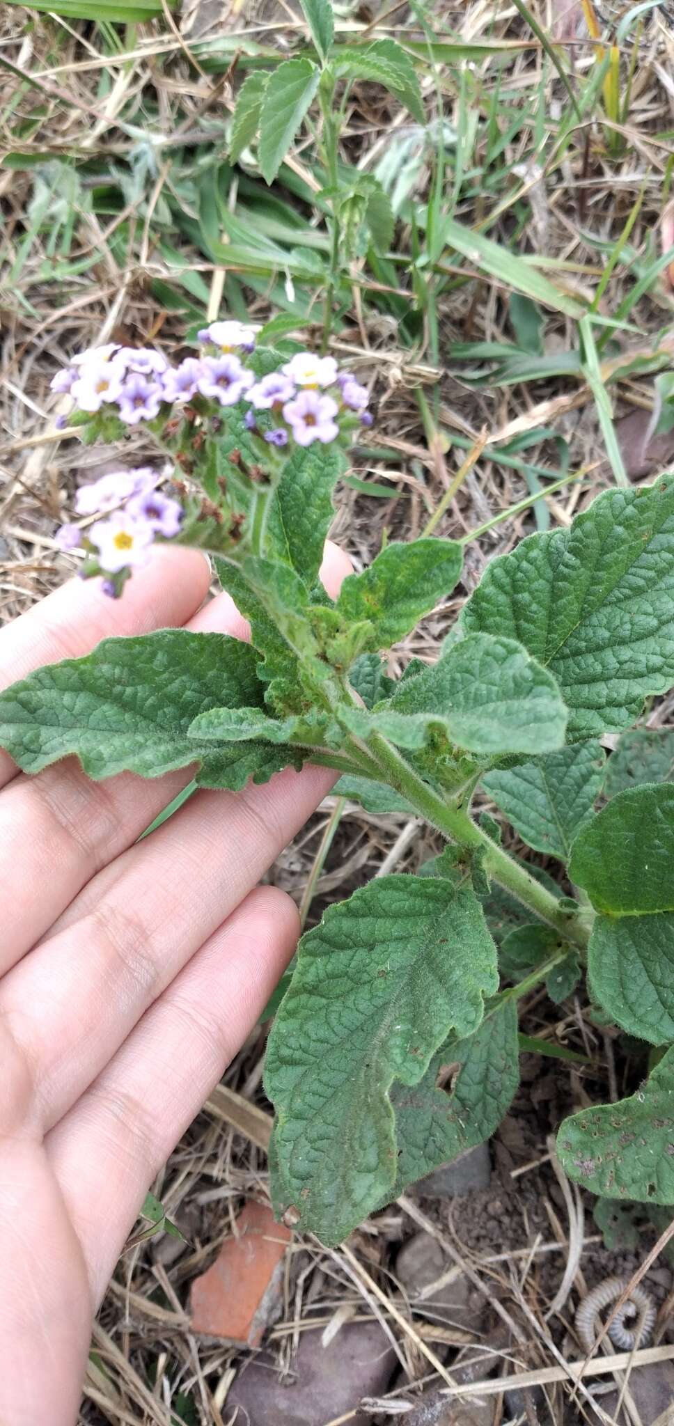 Image of Heliotropium nicotianifolium Poir.