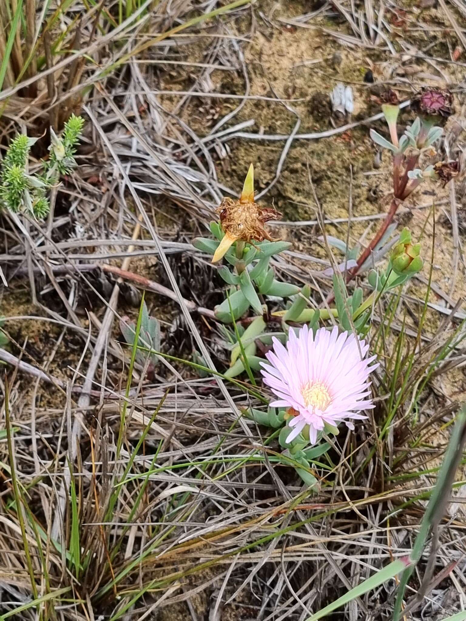 Image of Lampranthus lavisii (L. Bol.) L. Bol.