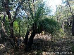 Image of Xanthorrhoea arborea R. Br.