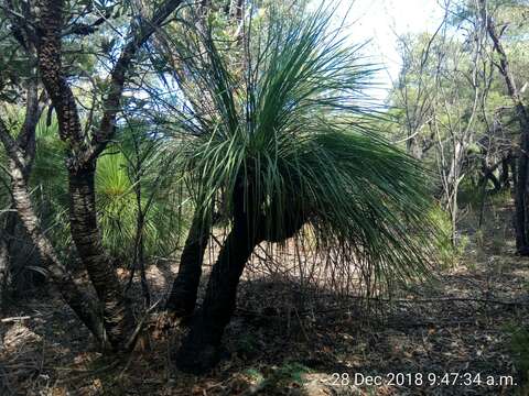 Image of Broad-leafed Grasstree